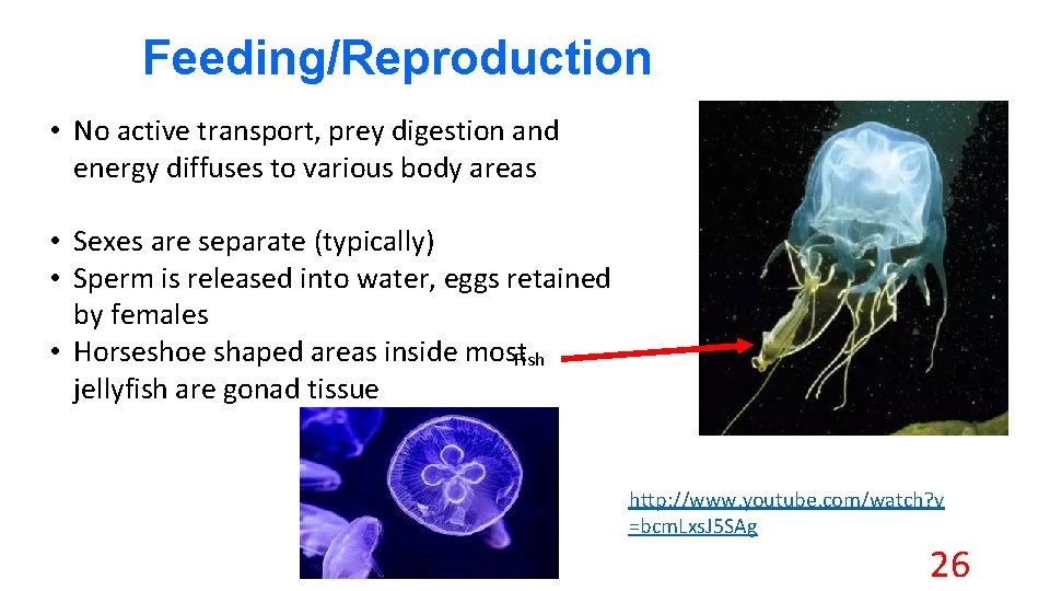 Feeding/Reproduction • No active transport, prey digestion and energy diffuses to various body areas