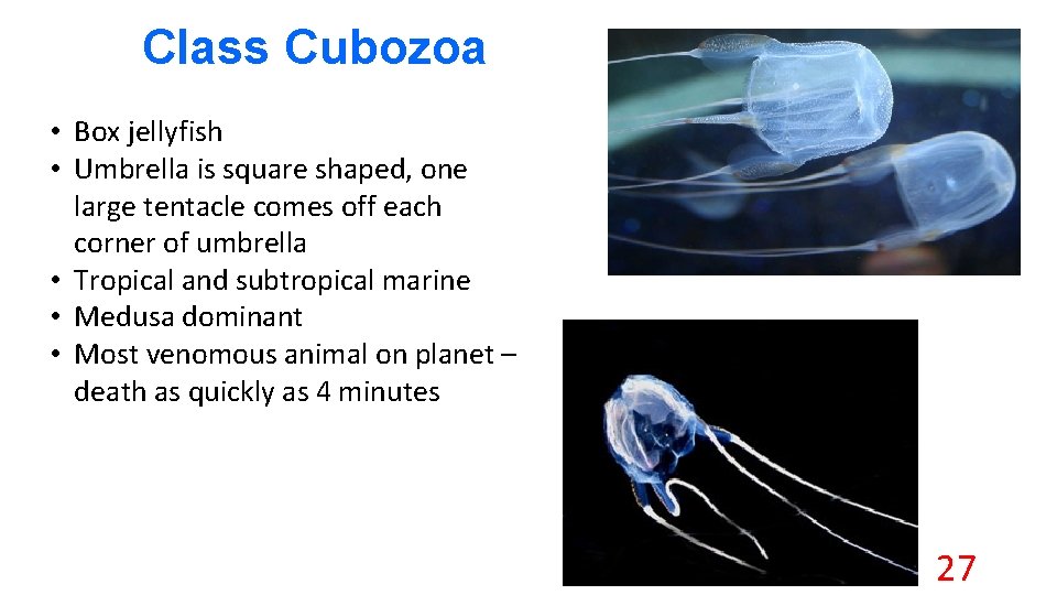Class Cubozoa • Box jellyfish • Umbrella is square shaped, one large tentacle comes