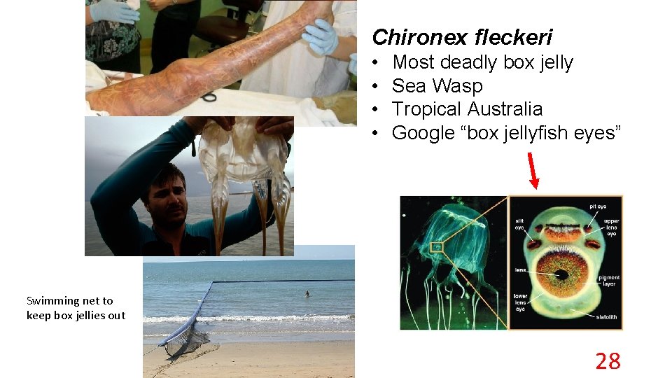 Chironex fleckeri • • Most deadly box jelly Sea Wasp Tropical Australia Google “box