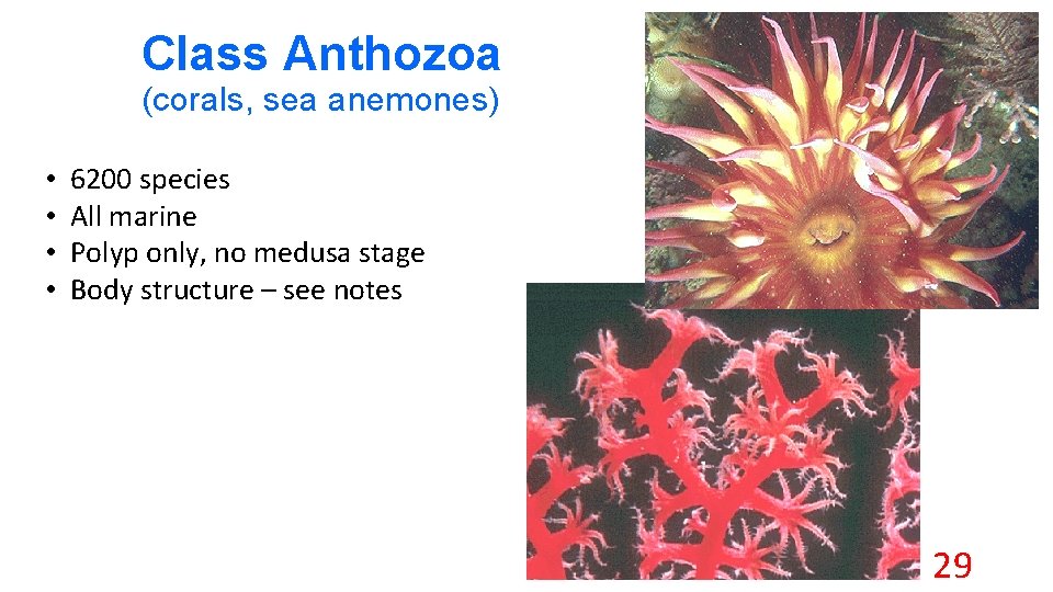 Class Anthozoa (corals, sea anemones) • • 6200 species All marine Polyp only, no
