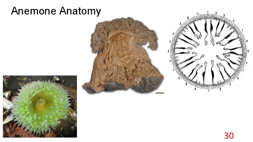 Anemone Anatomy 30 