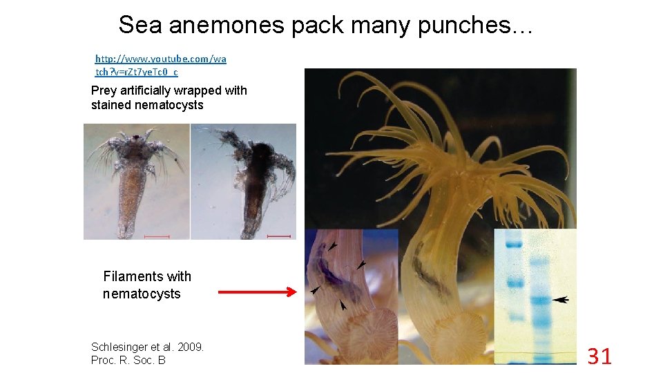 Sea anemones pack many punches… http: //www. youtube. com/wa tch? v=r. Zt 7 ye.