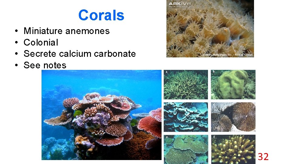 Corals • • Miniature anemones Colonial Secrete calcium carbonate See notes 32 