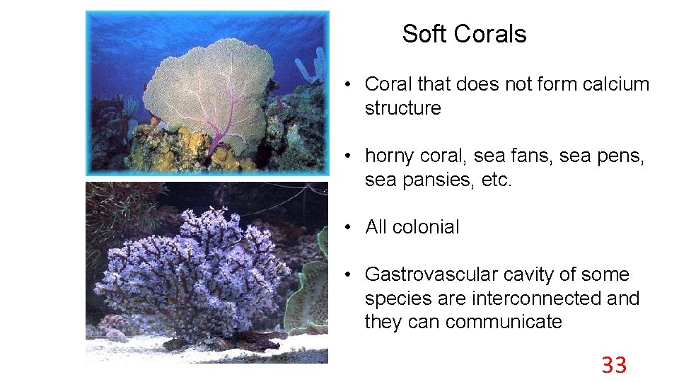 Soft Corals • Coral that does not form calcium structure • horny coral, sea