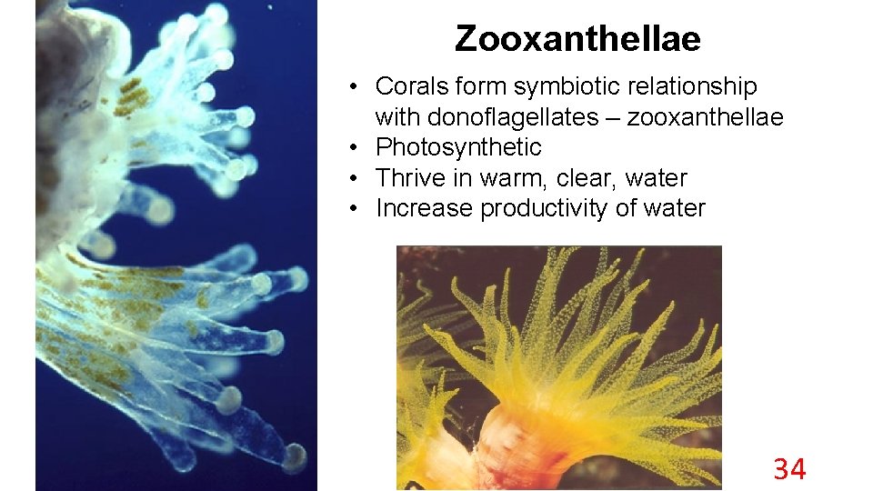 Zooxanthellae • Corals form symbiotic relationship with donoflagellates – zooxanthellae • Photosynthetic • Thrive