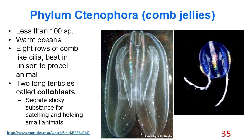 Phylum Ctenophora (comb jellies) • Less than 100 sp. • Warm oceans • Eight