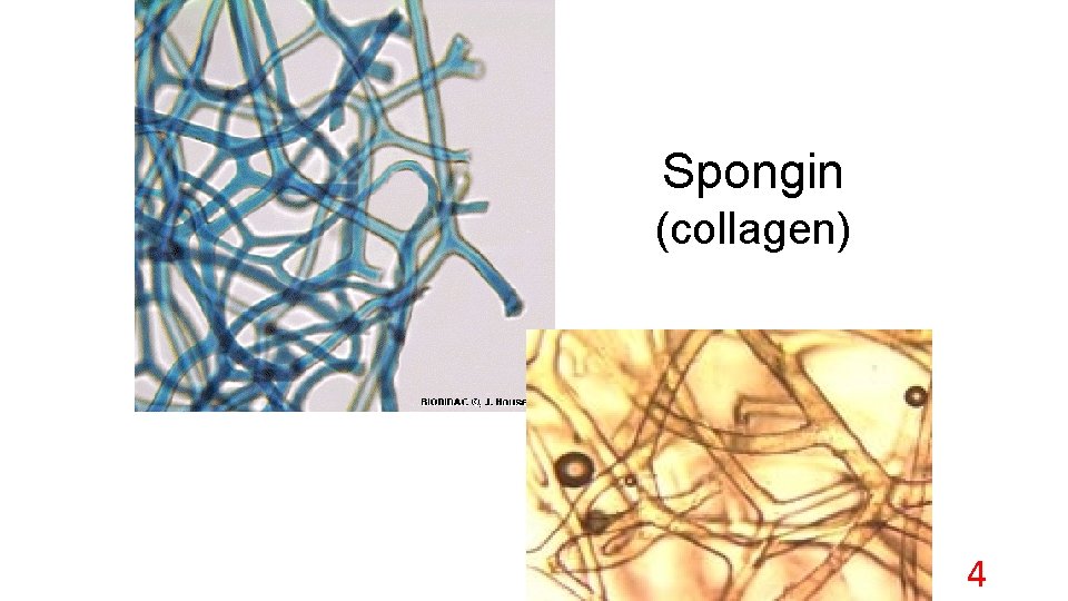 Spongin (collagen) 4 