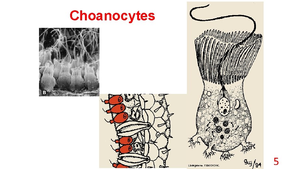 Choanocytes 5 