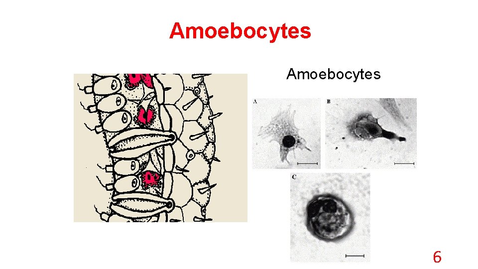 Amoebocytes 6 