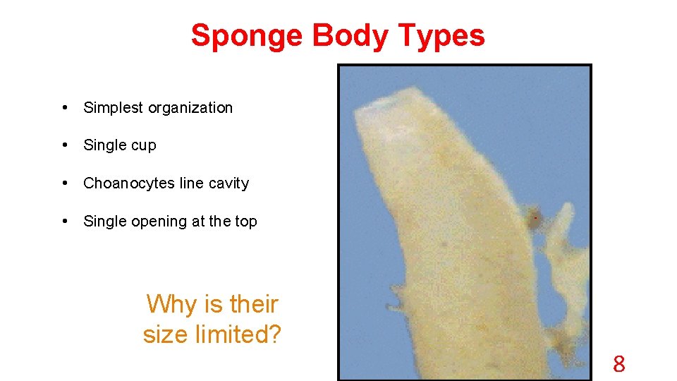 Sponge Body Types • Simplest organization • Single cup • Choanocytes line cavity •