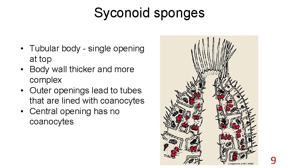 Syconoid sponges • Tubular body - single opening at top • Body wall thicker