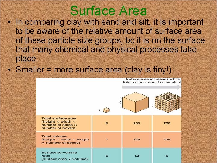 Surface Area • In comparing clay with sand silt, it is important to be