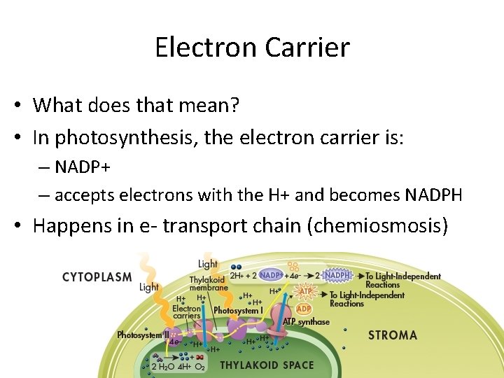 Electron Carrier • What does that mean? • In photosynthesis, the electron carrier is: