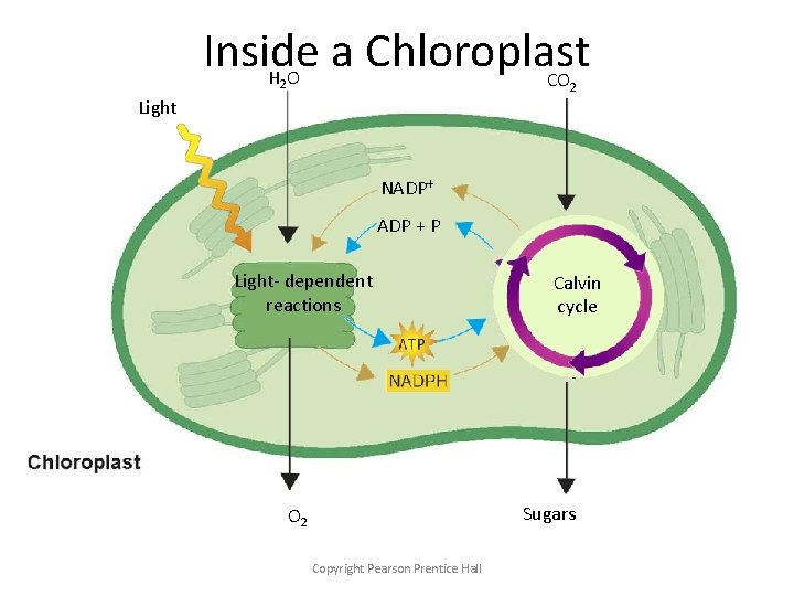 Inside a Chloroplast HO CO 2 2 Light NADP+ ADP + P Light- dependent