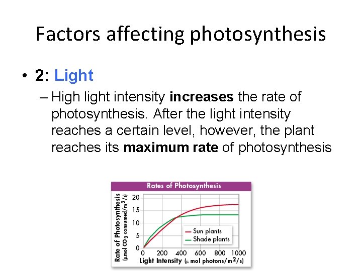 Factors affecting photosynthesis • 2: Light – High light intensity increases the rate of