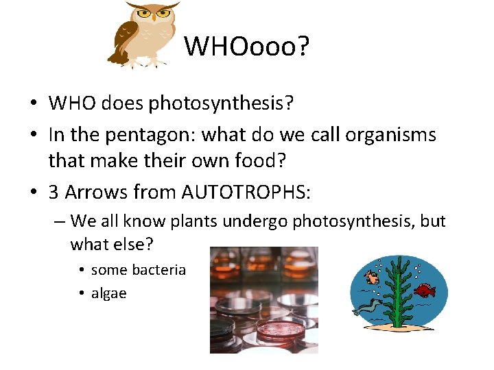 WHOooo? • WHO does photosynthesis? • In the pentagon: what do we call organisms