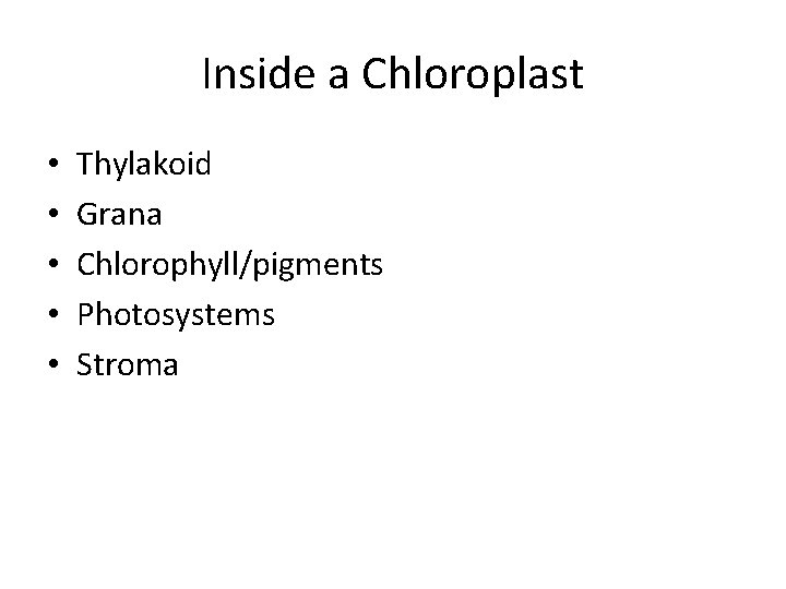 Inside a Chloroplast • • • Thylakoid Grana Chlorophyll/pigments Photosystems Stroma 
