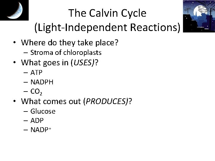 The Calvin Cycle (Light-Independent Reactions) • Where do they take place? – Stroma of