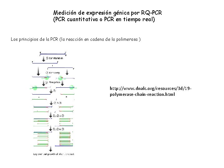 Medición de expresión génica por RQ-PCR (PCR cuantitativa o PCR en tiempo real) Los