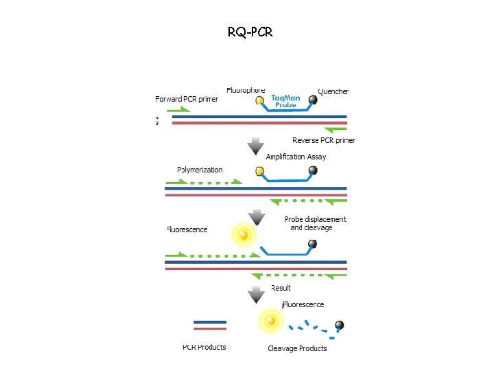 RQ-PCR 