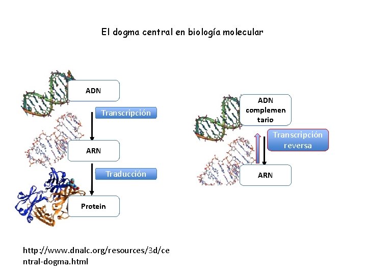 El dogma central en biología molecular ADN Transcripción ADN complemen tario Transcripción reversa ARN