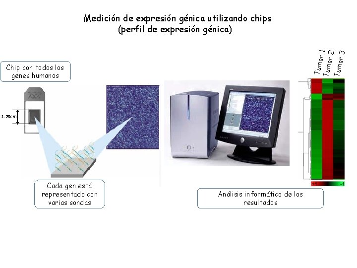 Tumo r 1 Tumo r 2 Tumo r 3 Medición de expresión génica utilizando