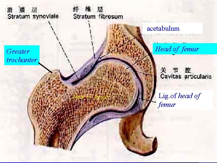 acetabulum Head of femur Greater trochanter Neck of femur Lig. of head of femur