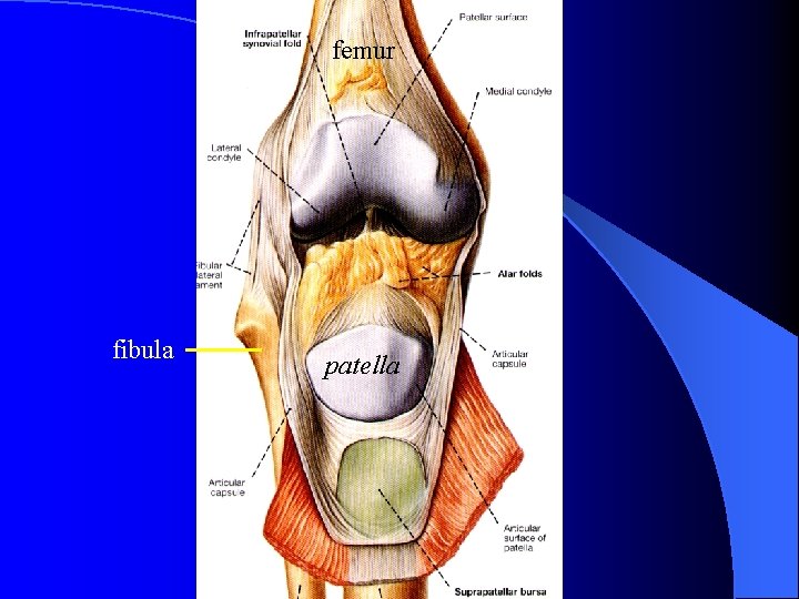 femur fibula patella 