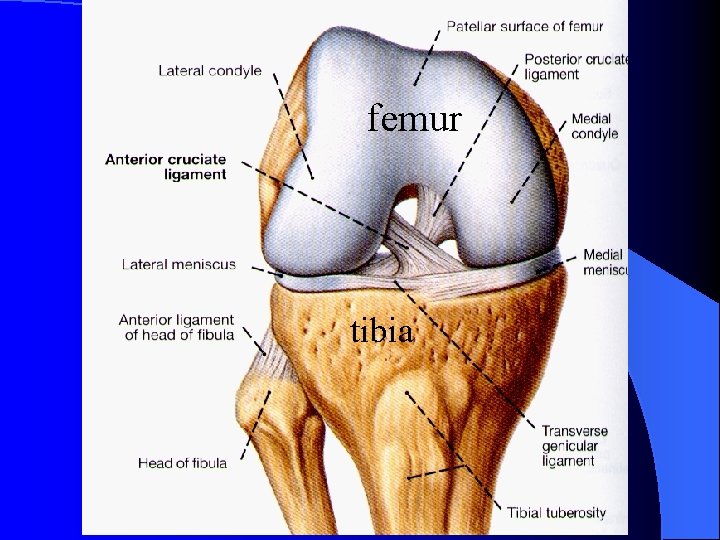 femur tibia 