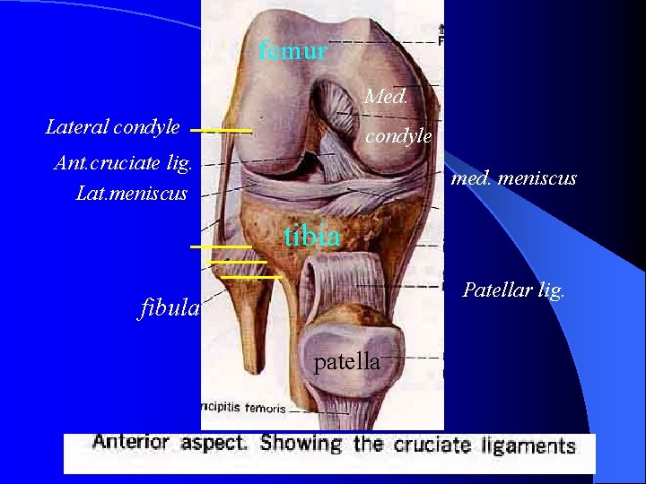 femur Med. Lateral condyle Ant. cruciate lig. Lat. meniscus med. meniscus tibia Patellar lig.