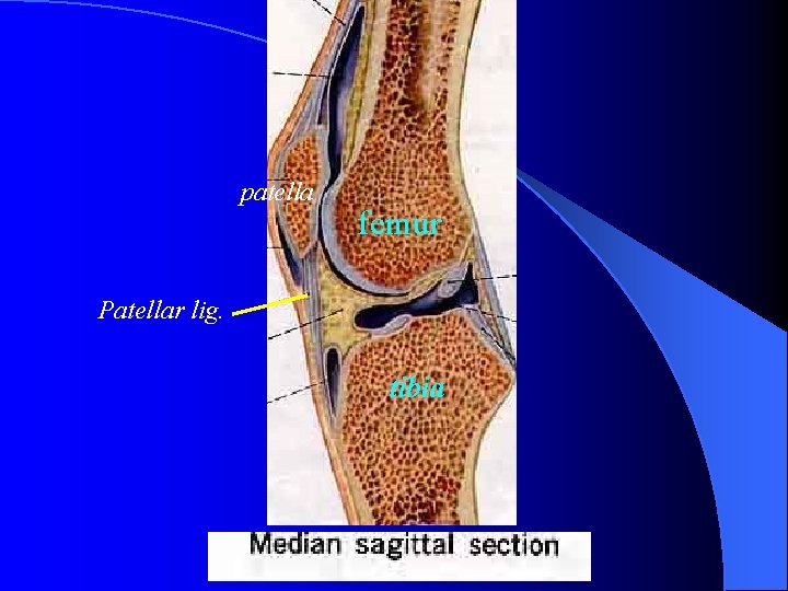 patella femur Patellar lig. tibia 