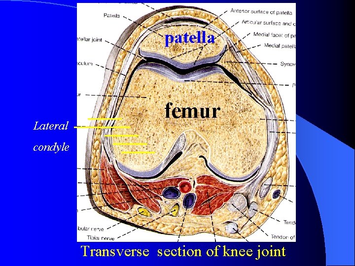 patella Lateral femur condyle Transverse section of knee joint 