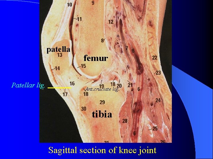 patella Patellar lig. femur Ant. cruciate lig. tibia Sagittal section of knee joint 