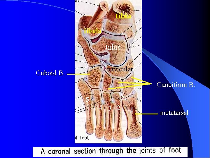 tibia fibula talus navicular Cuboid B. Cuneiform B. 5 4 3 2 1 metatarsal