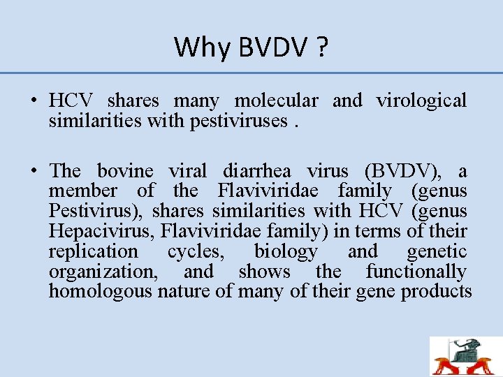 Why BVDV ? • HCV shares many molecular and virological similarities with pestiviruses. •