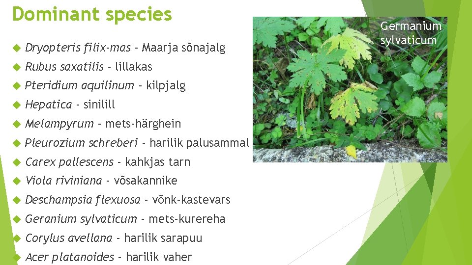 Dominant species Dryopteris filix-mas - Maarja sõnajalg Rubus saxatilis - lillakas Pteridium aquilinum -