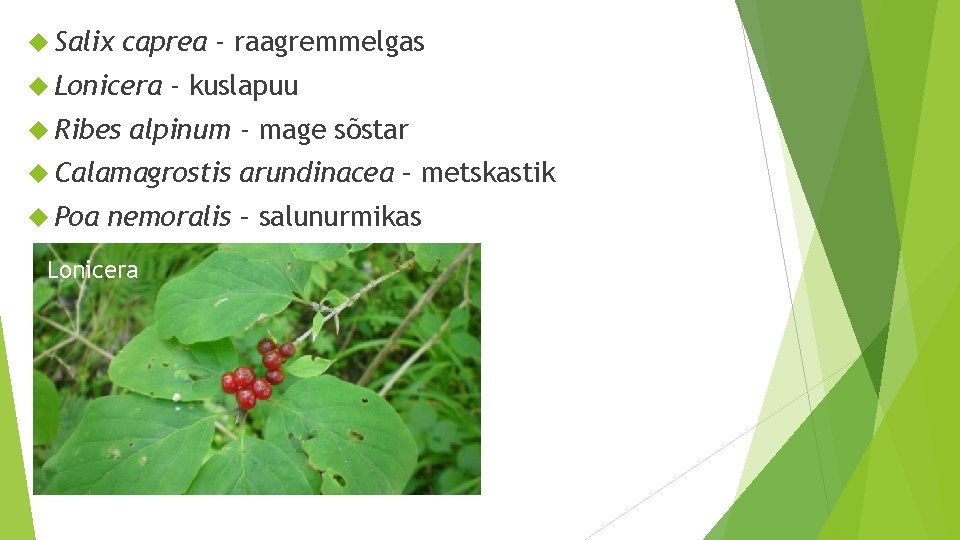  Salix caprea - raagremmelgas Lonicera Ribes - kuslapuu alpinum - mage sõstar Calamagrostis