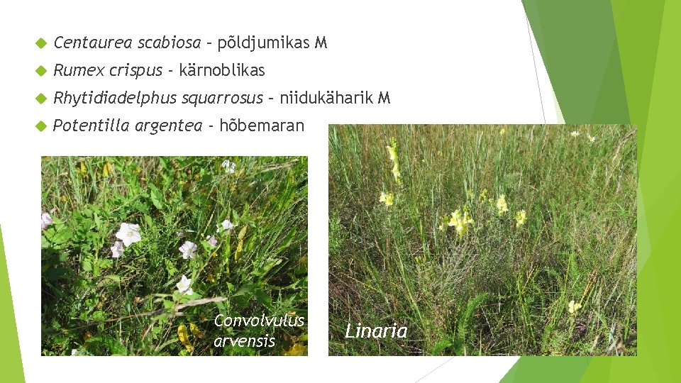  Centaurea scabiosa – põldjumikas M Rumex crispus - kärnoblikas Rhytidiadelphus squarrosus – niidukäharik