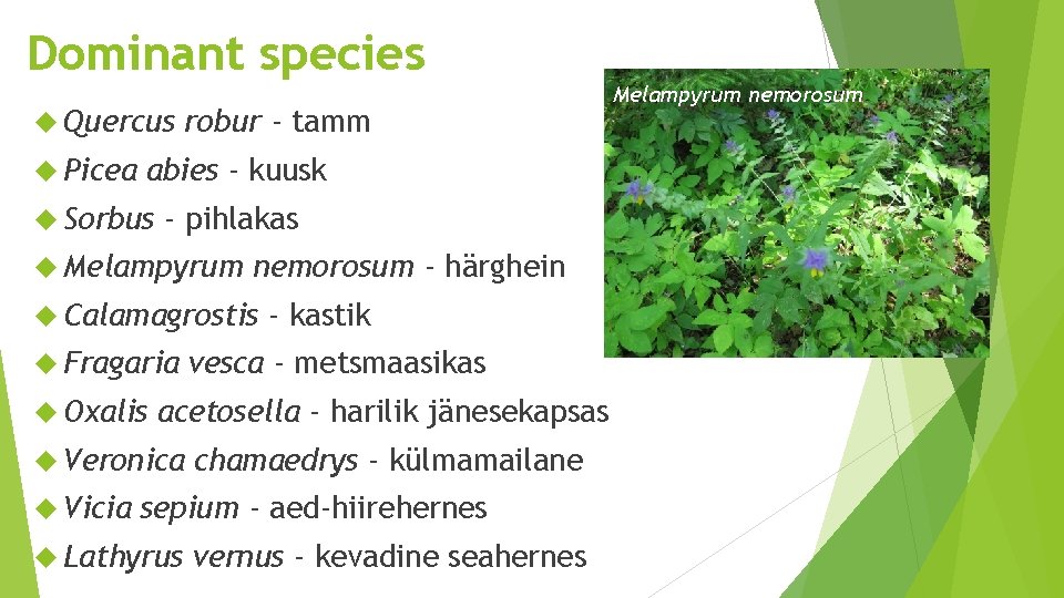 Dominant species Quercus Picea robur - tamm abies - kuusk Sorbus - pihlakas Melampyrum