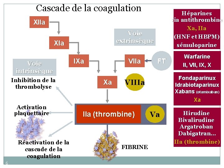 Cascade de la coagulation Héparines via antithrombine Xa, IIa (HNF et HBPM) sémuloparine XIIa