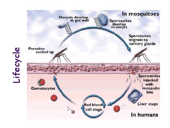 Lifecycle 