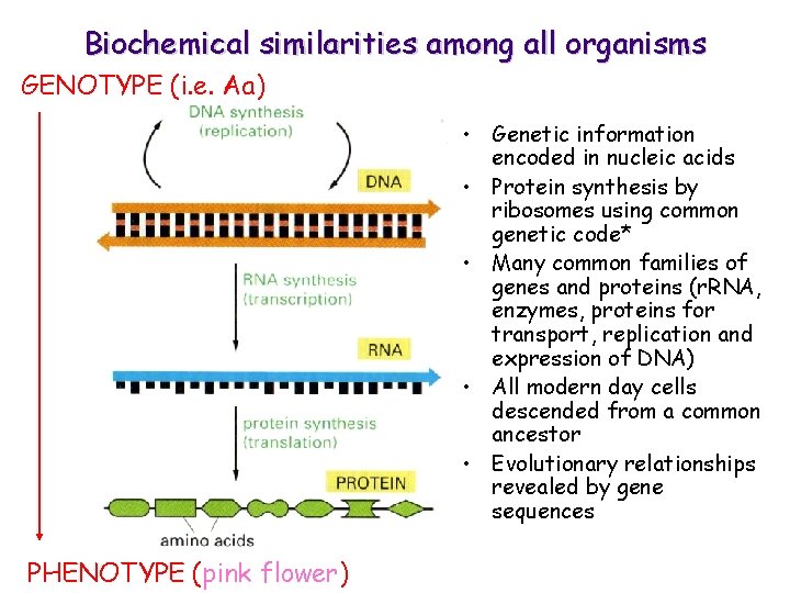 Biochemical similarities among all organisms GENOTYPE (i. e. Aa) • Genetic information encoded in