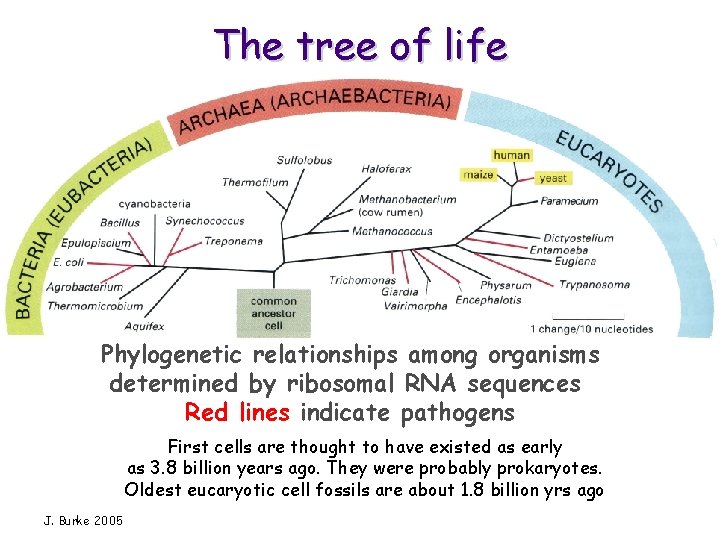 The tree of life Phylogenetic relationships among organisms determined by ribosomal RNA sequences Red