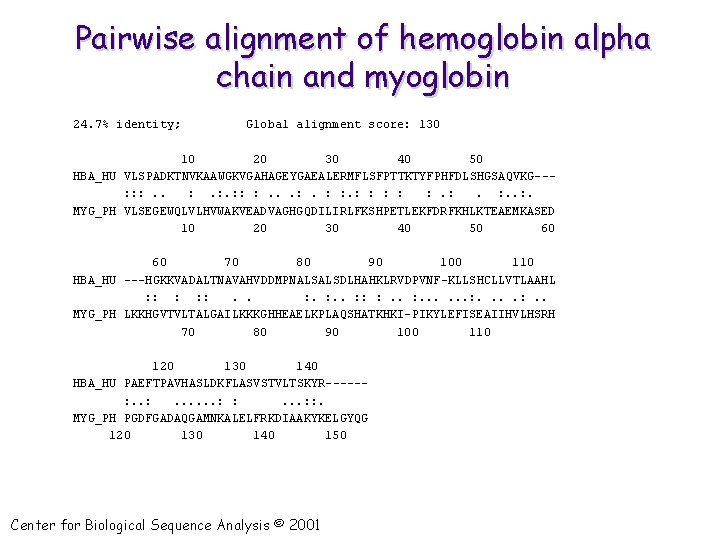 Pairwise alignment of hemoglobin alpha chain and myoglobin 24. 7% identity; Global alignment score: