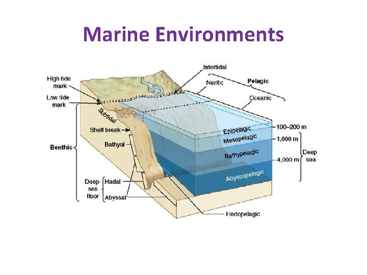 Marine Environments Marine Environments