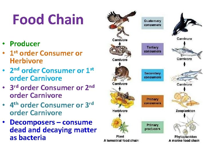 Food Chain • • • Producer 1 st order Consumer or Herbivore 2 nd