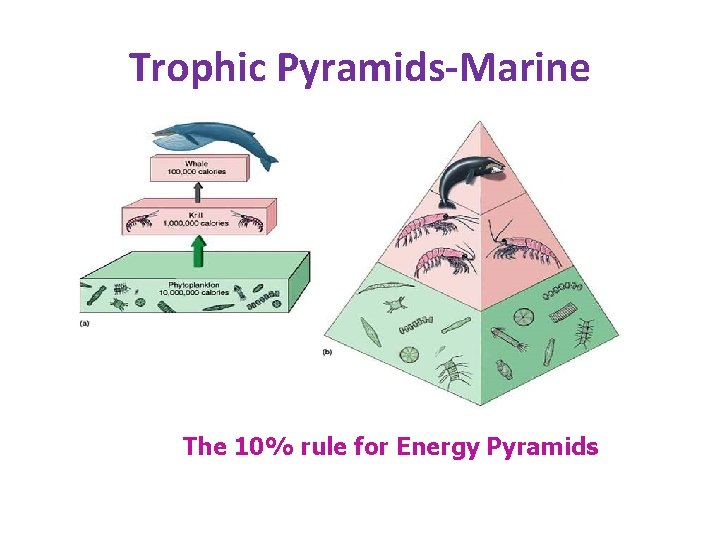 Trophic Pyramids-Marine The 10% rule for Energy Pyramids 