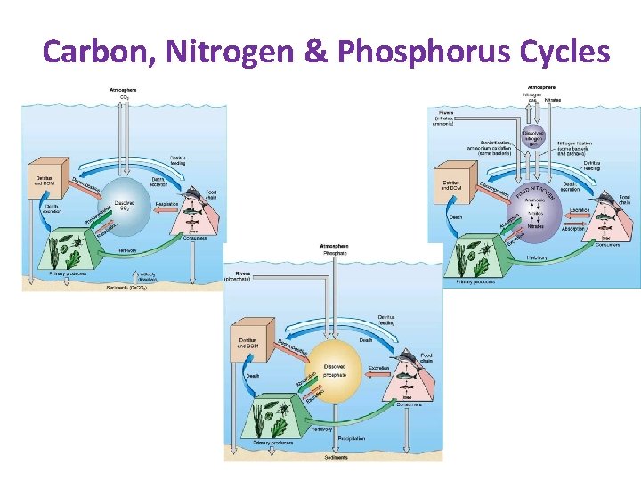 Carbon, Nitrogen & Phosphorus Cycles 