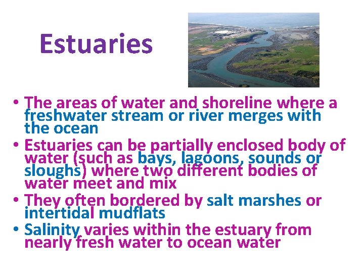 Estuaries • The areas of water and shoreline where a freshwater stream or river Estuaries • The areas of water and shoreline where a freshwater stream or river