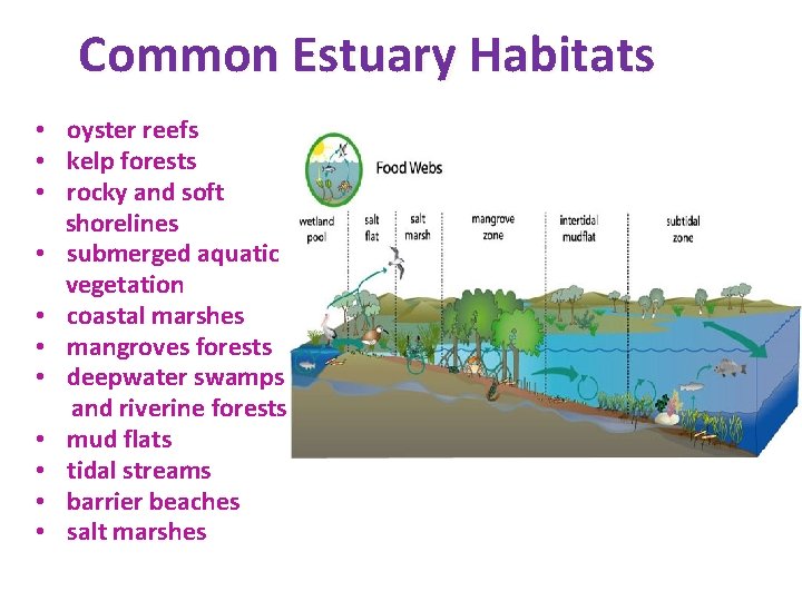 Common Estuary Habitats • oyster reefs • kelp forests • rocky and soft shorelines Common Estuary Habitats • oyster reefs • kelp forests • rocky and soft shorelines